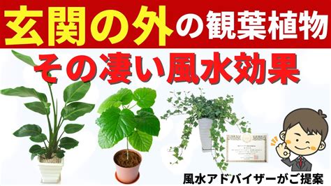 東南 風水|観葉植物の風水効果が高い方角｜おすすめと扱い方に 